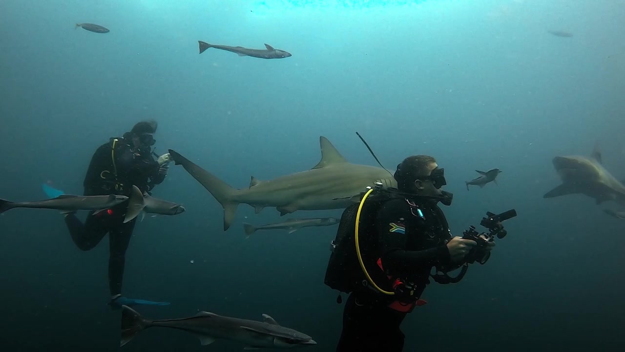 Underwater Close-Up of a Oceanic Blacktip Shark in Slow Motion