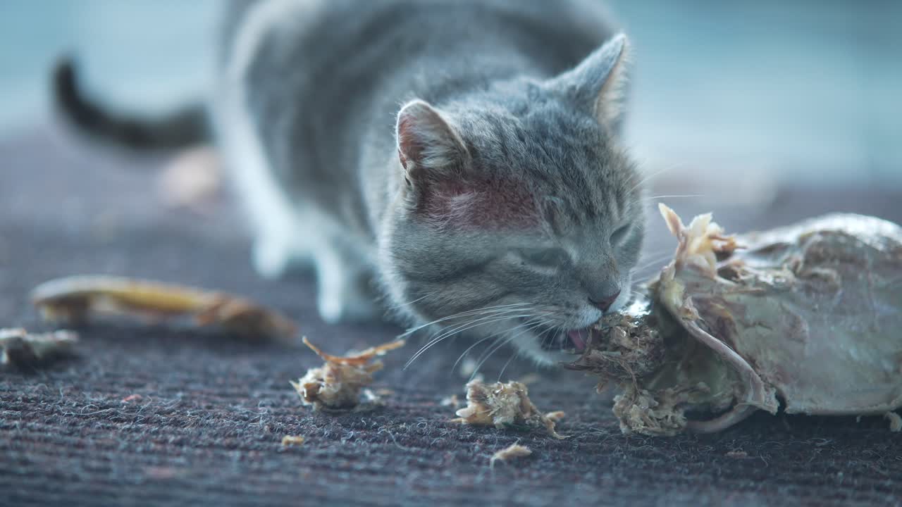 회색 고양이 먹는 것