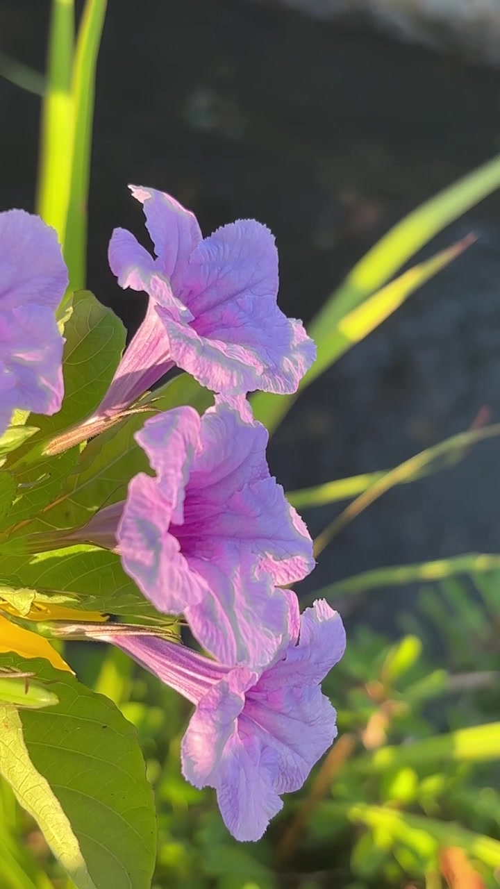 Bunga Lavender Cerah Bergoyang Lembut di Taman yang Cerah