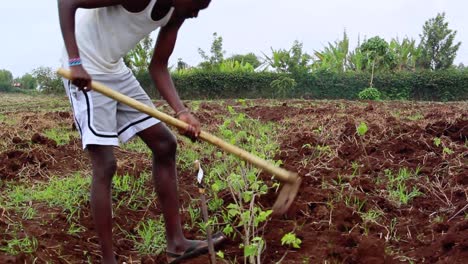 masai man planting vegetables, shovels soil on a field, overcast day, in kenya, africa