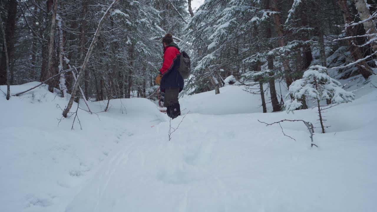 excursionista y malamute de alaska caminando cuesta abajo cubierto de nieve en invierno a través del bosque