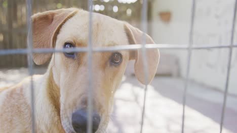 perro abandonado encerrado en un refugio