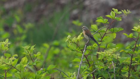 little female common linnet bird perched on green treetop chirping and calling other birds