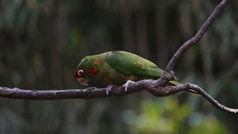 close up shot of a vibrant green plumage, red masked mitred parakeet, psittacara mitratus foraging on a tree branch for invertebrates against dark forest bokeh background