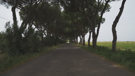 cinemagraph with an avenue of old pine trees moving gently in the wind in tuscany, italy