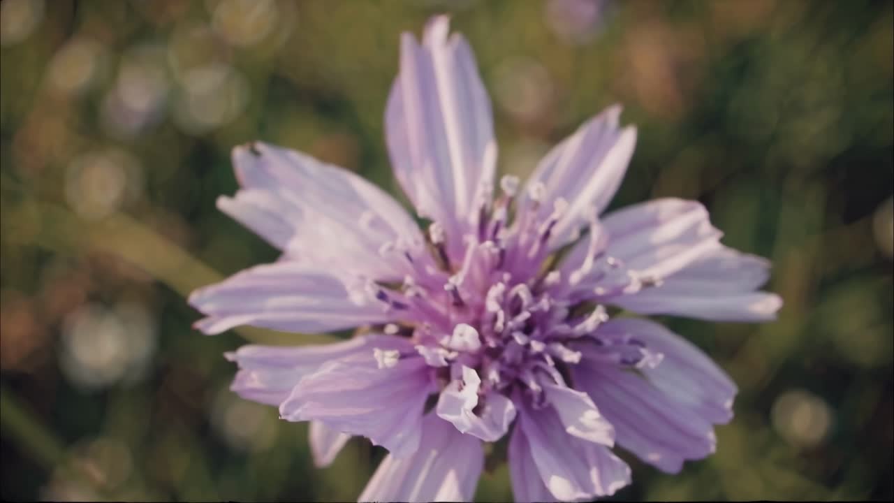 Il video cattura una visione onirica e astratta della natura, con una messa a fuoco morbida sui fiori, creando un'atmosfera serena