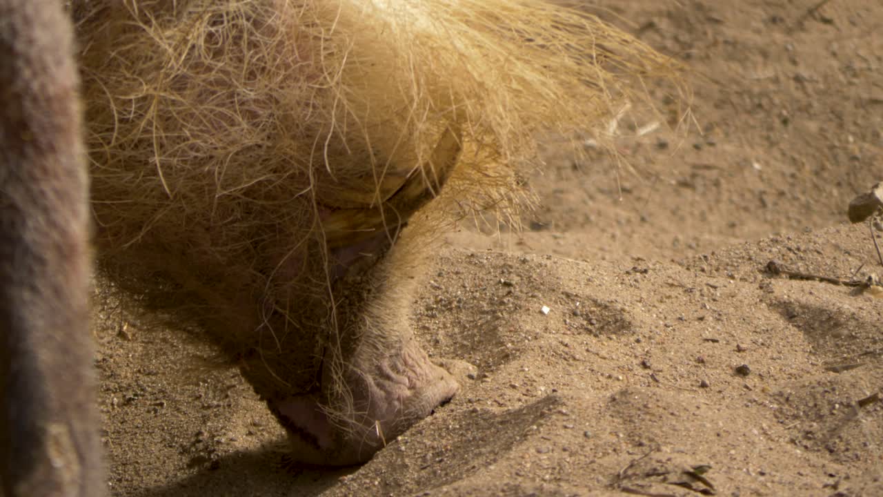 primer plano de un cerdo barbudo usando el hocico para buscar comida, archipiélago de sulu, filipinas