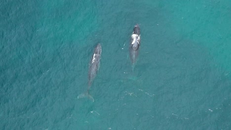 Excelente-Toma-Aérea-De-Grandes-Ballenas-Azules-Rompiendo-Las-Aguas-Cerca-De-Augusta,-Australia