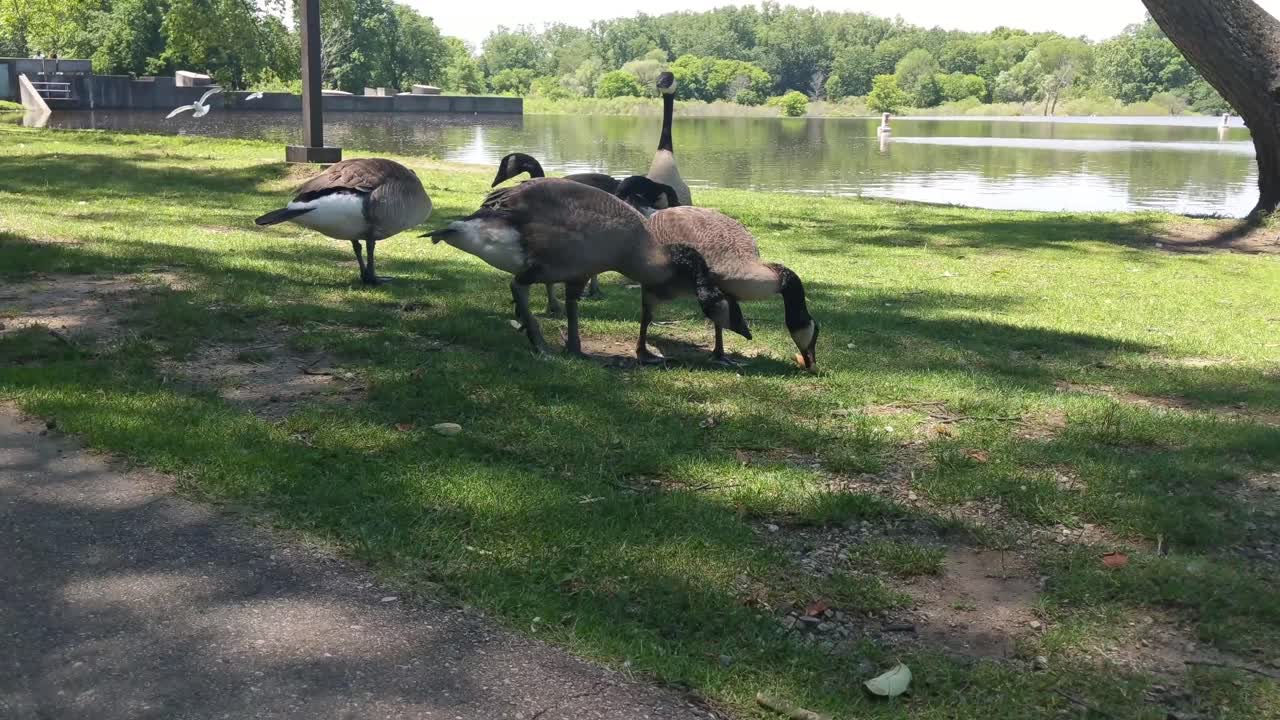 Dare da mangiare alle oche in un parco soleggiato, all'ombra degli alberi, con gabbiani che volano sullo sfondo.