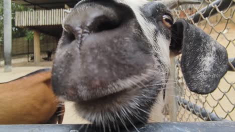 cabras en un corral en el zoológico