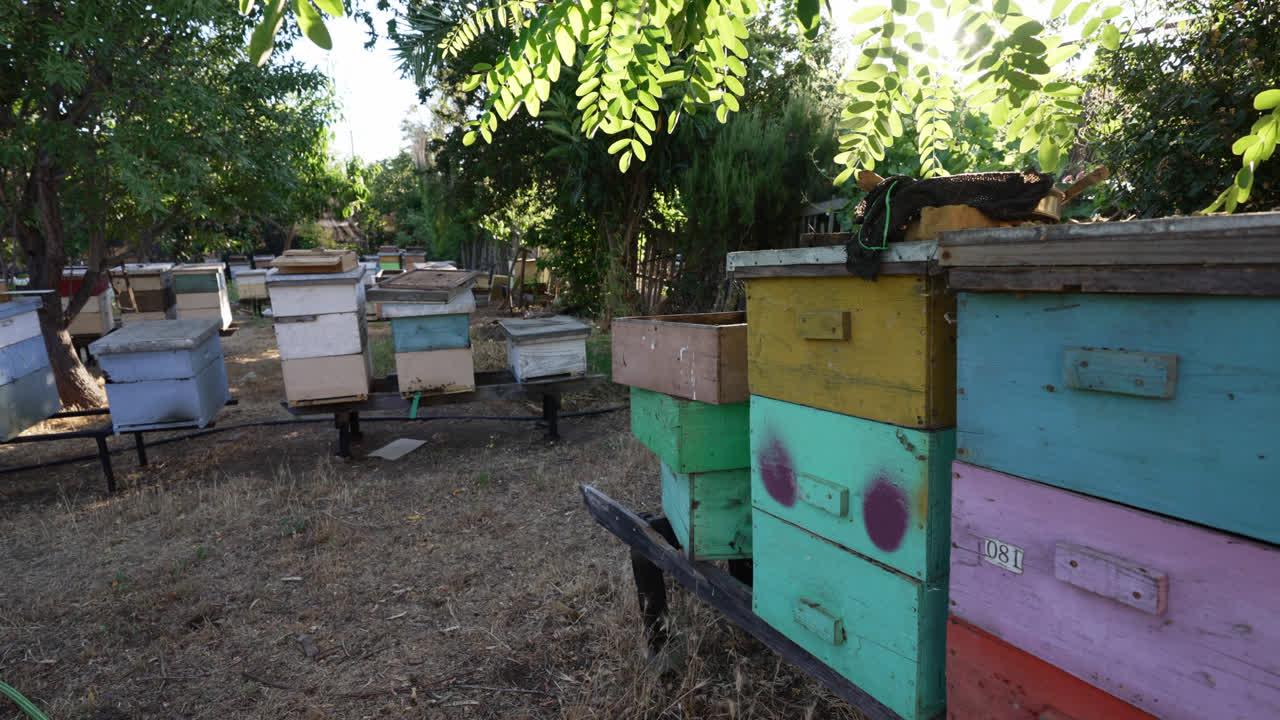 칠레 푸에에 있는 벌 농장 의 자연 환경 에서 은 날 에 다채로운 나무 벌집 들