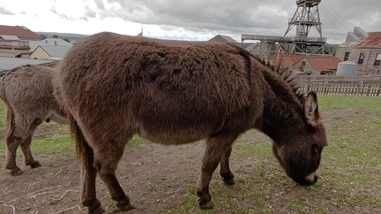 역사적 인 마을 환경 에서 먹이를 먹는 당나귀 들