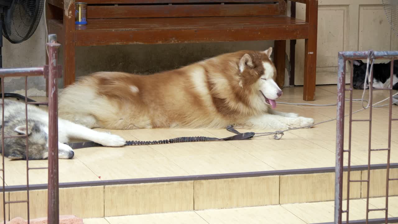 Two dogs rest comfortably together a cozy indoor pet shelter showcasing their friendship and tranquility