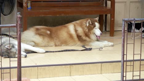two dogs rest comfortably together a cozy indoor pet shelter showcasing their friendship and tranquility