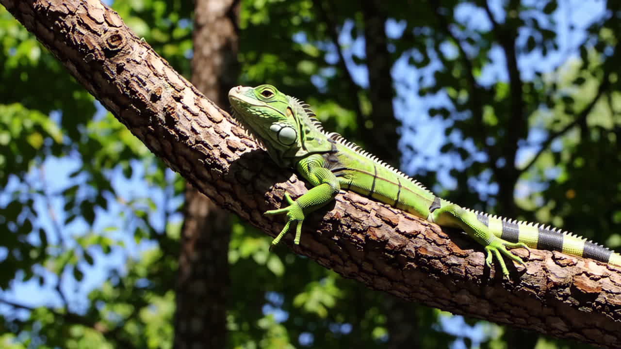 Iguana on a tree branch