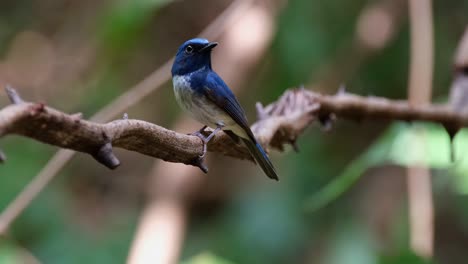 visto desde su lado mirando hacia la izquierda mientras mira a su alrededor, la mosquitera azul de hainan cyornis hainanus, tailandia