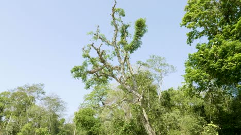 rainforest in the national park chitwan, nepal.