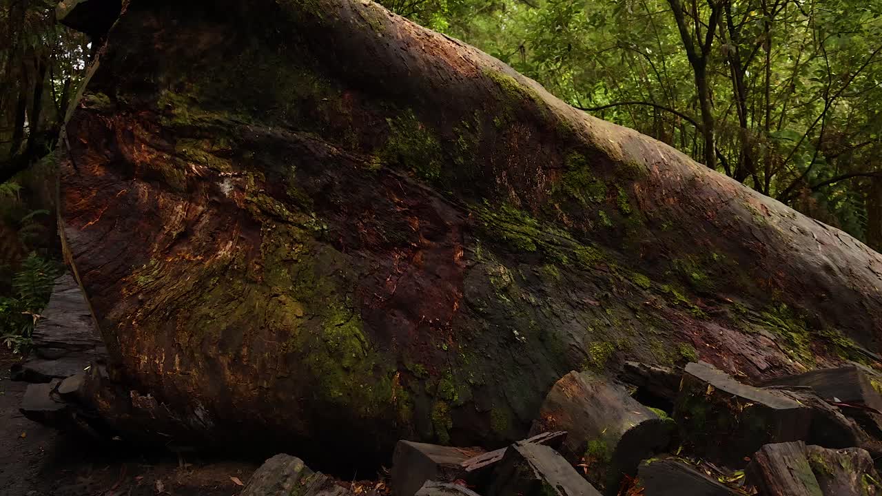 울창 한 숲 에 쓰러진 큰 나무