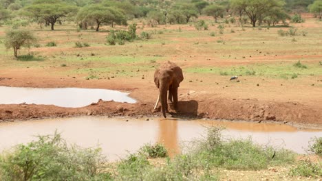 Endangered-Elephant-Drinking-At-Waterhole-With-Savanna-In-The-Background-In-Tsavo-West-National-Park,-Kenya