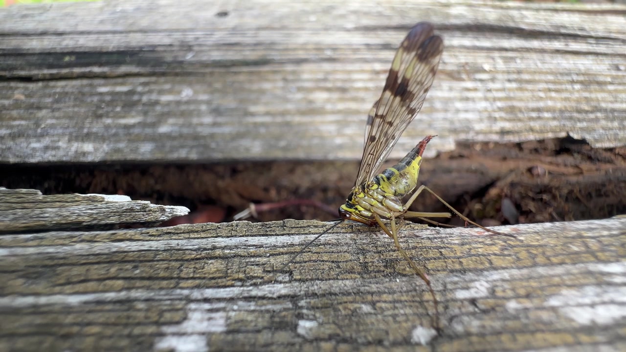 Mosca scorpione (genere Panorpa) su un tronco marcio. Saaremaa, Estonia.