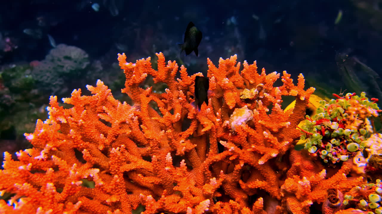 A close-up shot of a gorgeous, brightly colored coral reef teeming with exotic marine life, including vibrant yellow fish and a small black stingray, taken in clear tropical waters