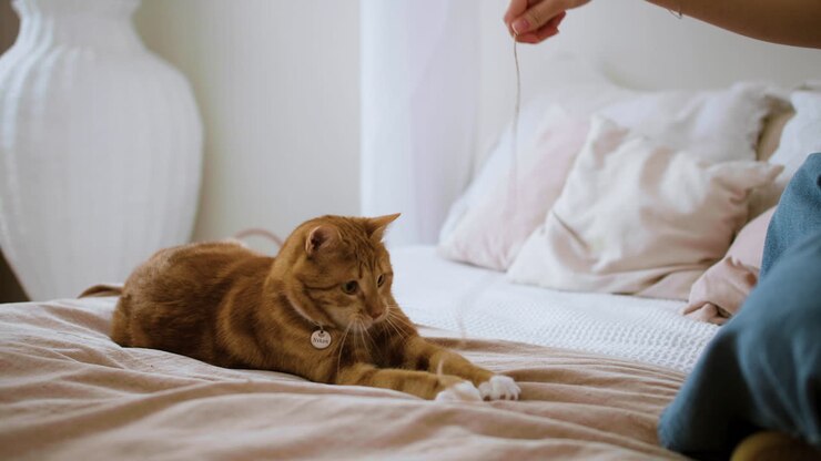Cat playing with thread