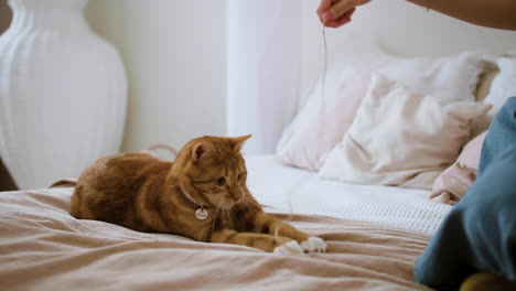 cat playing with thread