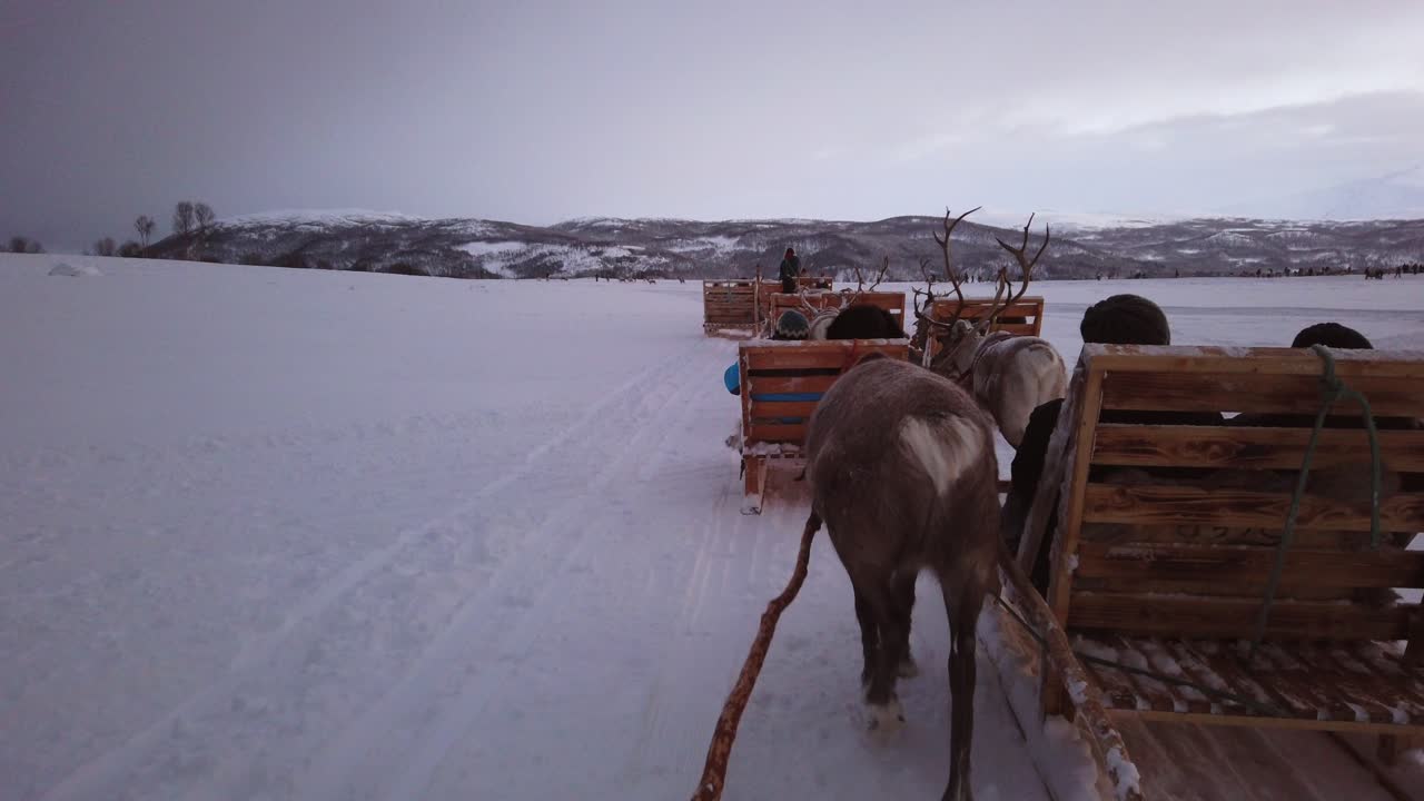 Renne che tirano slitte con turisti nella neve, regione di Tromso, Norvegia settentrionale