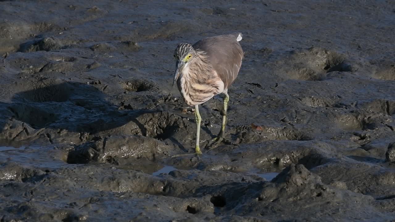 una de las garzas de estanque encontradas en tailandia que muestran diferentes plumajes según la temporada