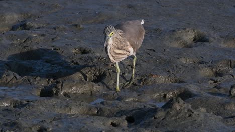 Una-De-Las-Garzas-De-Estanque-Encontradas-En-Tailandia-Que-Muestran-Diferentes-Plumajes-Según-La-Temporada