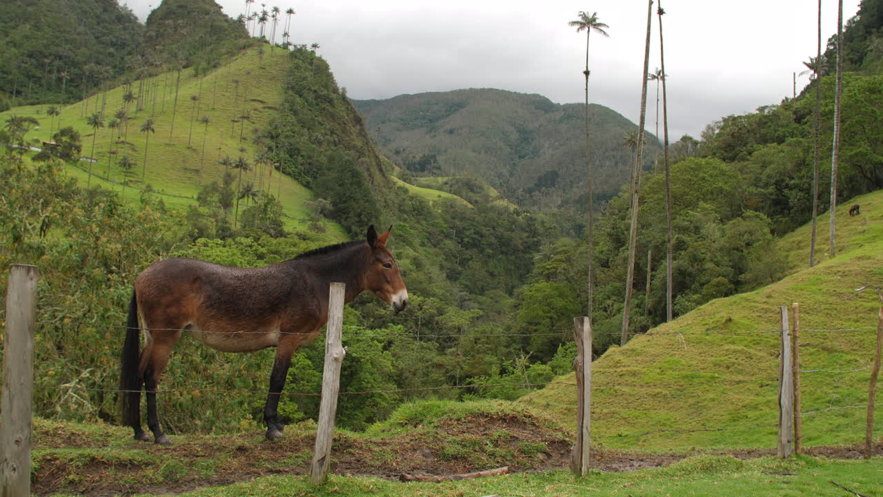 dos caballos en una hermosa vista en el valle de cocora