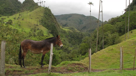 Dos-Caballos-En-Una-Hermosa-Vista-En-El-Valle-De-Cocora