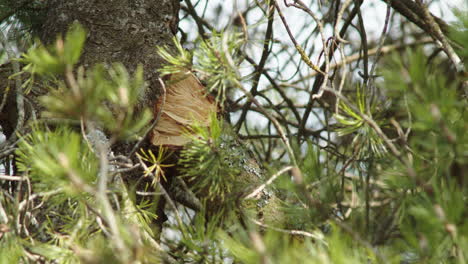 damaged tree branch hanging down, has to be removed due to storm damage