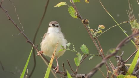 reed-warbler-in-pond-area-.