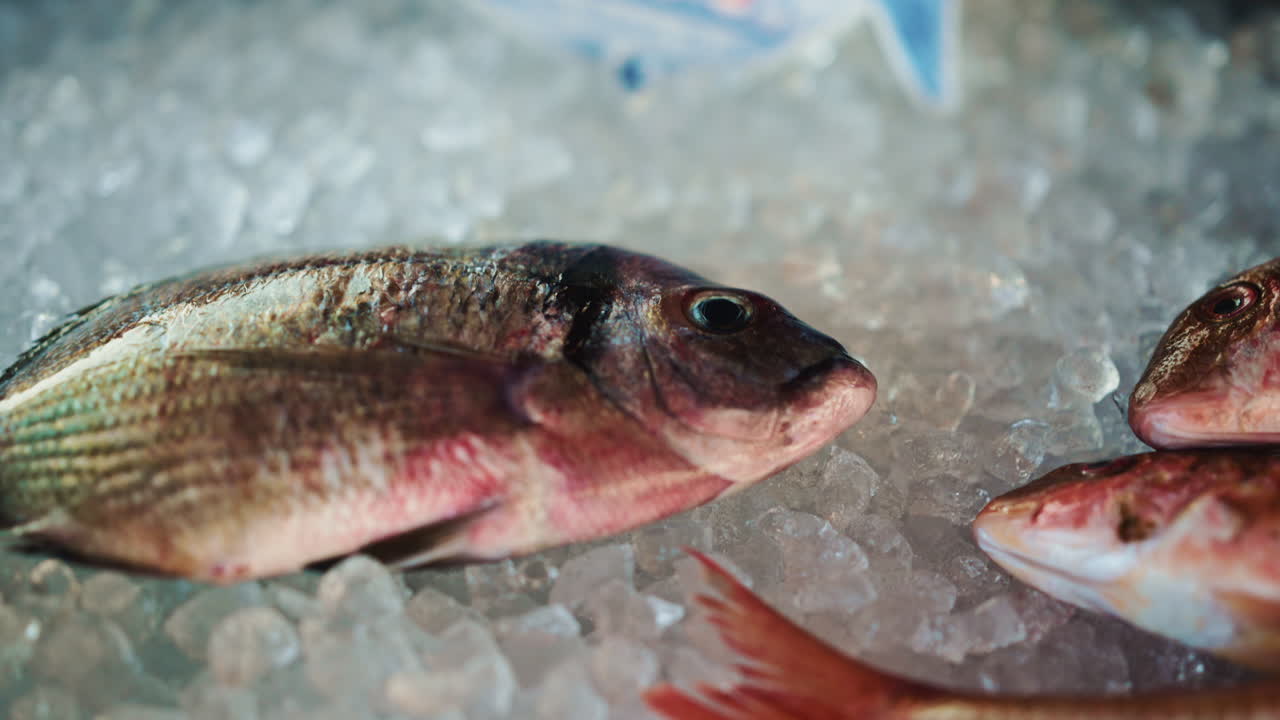 Different fish species laid on crushed ice, with price tags partially visible