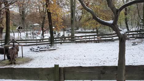 pan to the right on donkeys berlin in wintertime in a park covered of snow hasenheinde hd 30 fps 9 secs