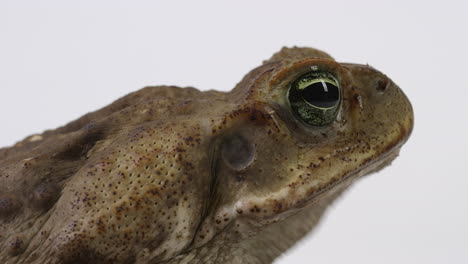 cane toad marine toad - close up on face side profile with bugs crawling over screen - hops off screen