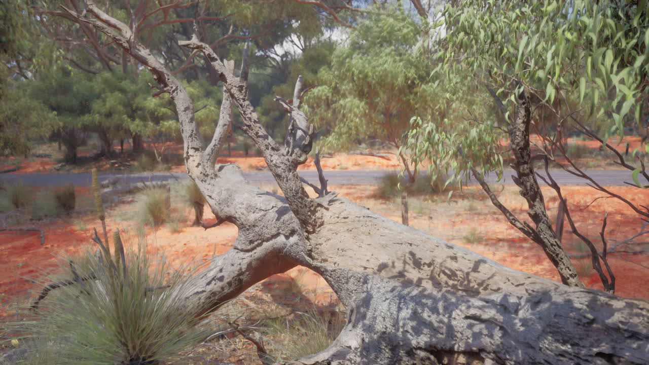 오스트레일리아 외의 풍경과 쓰러진 목재