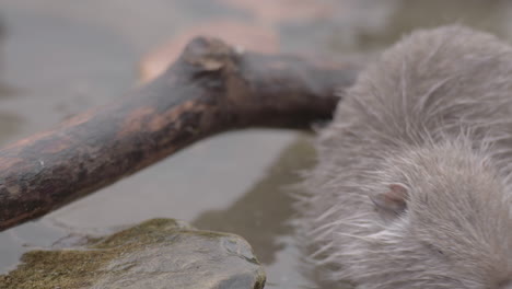 closeup cute baby nutria coypu rat eating bread on riverbank, prague