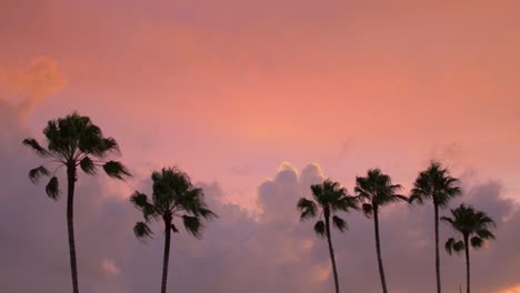 Silhouette-palm-tree-against-purple-sunset-with-miami