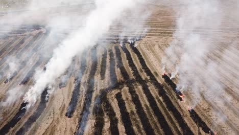 Open-burning-stray-of-paddy-field