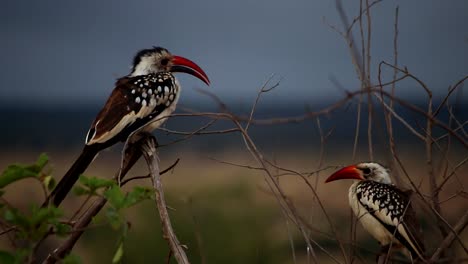 majestuoso primer plano de dos cálaos de pico rojo africano posado en la rama de un árbol