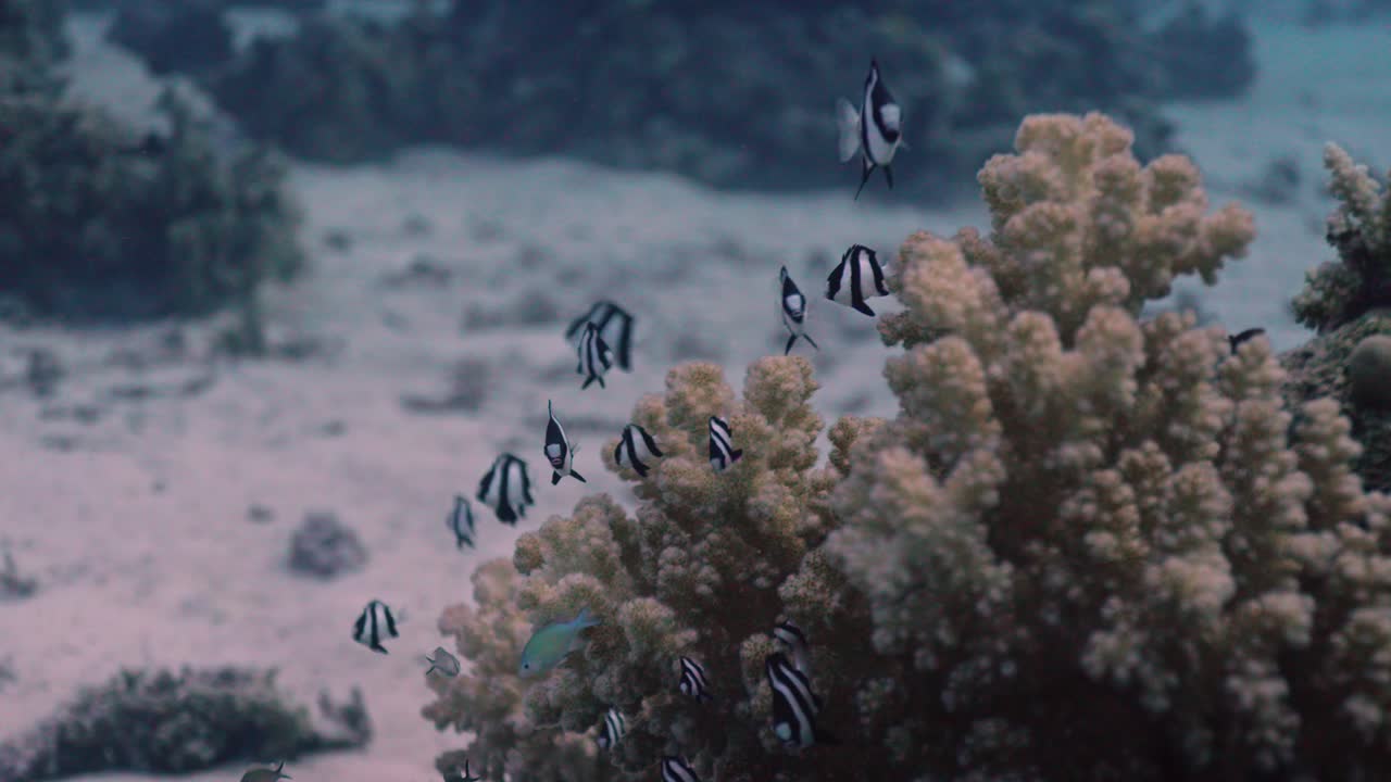 Koralstruktur, der rejser sig fra en lys sandbund. En samling af små, sort- og hvidstribede fisk, Humbug Damselfish (Dascyllus aruanus), svømmer rundt om korallerne og bruger dem som ly.
