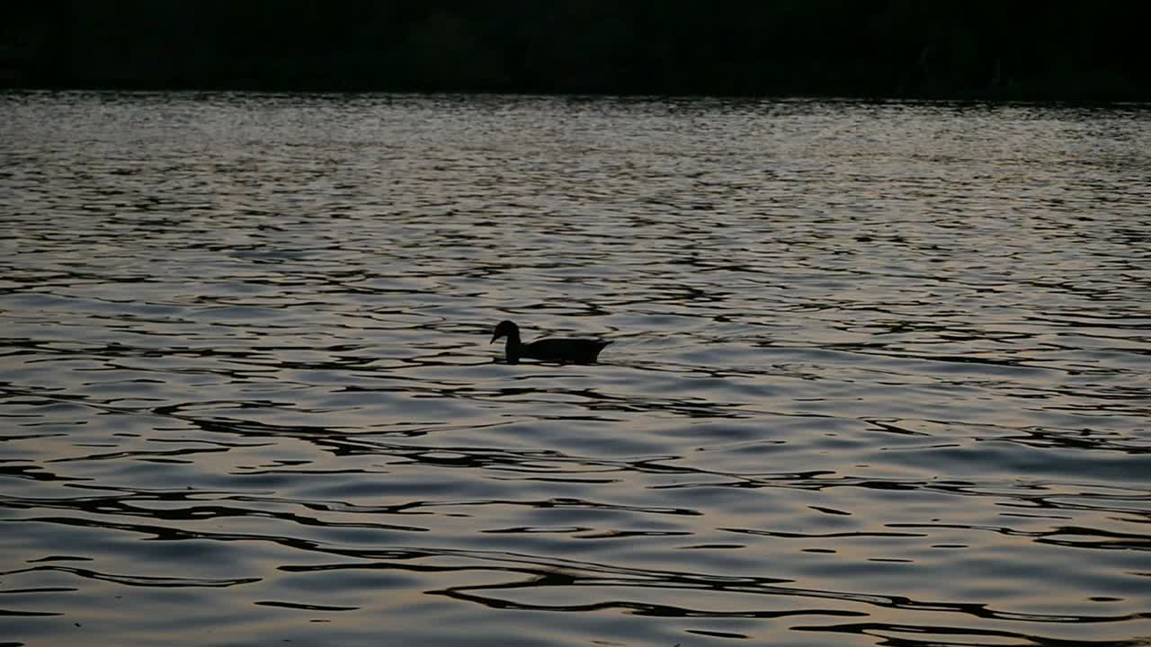Medium slow motion shot, silhouette of duck dipping beak in glistening dam water while swimming
