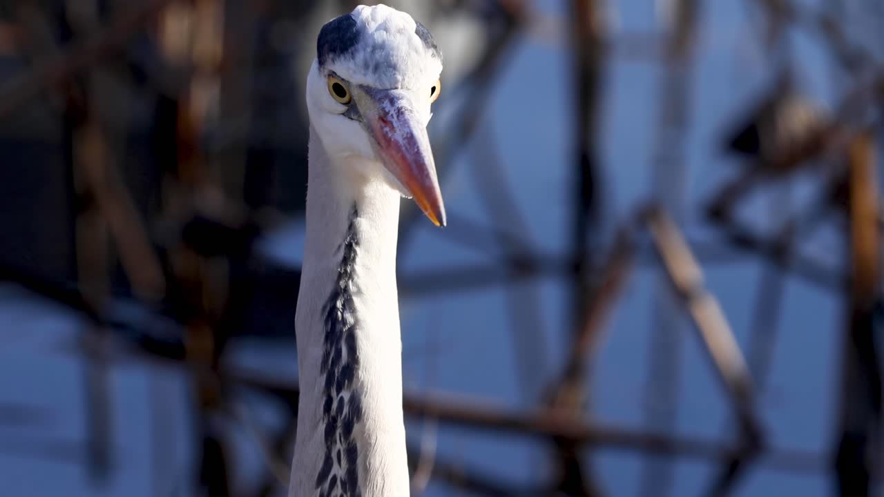 A heron gazes intently with a backdrop of blurred reeds and water.