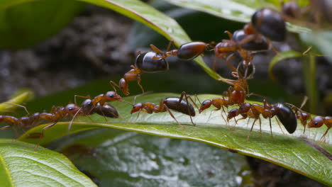 ants forming a living bridge on green leaves