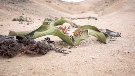 medio de cámara lenta de un viejo welwitschia en el desierto de namibia