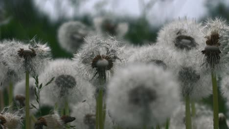 dandelions in a field