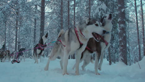 eager pack husky dog sledding team barking ready to travel snowy lapland arctic circle trail