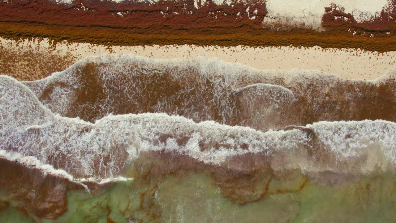 olas caribeñas rompiendo en una playa infestada de algas en un resort mexicano